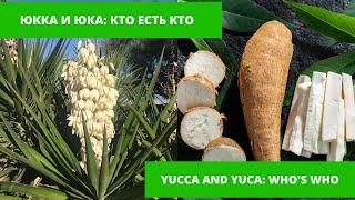 Юкка или юка (маниока) в чем разница