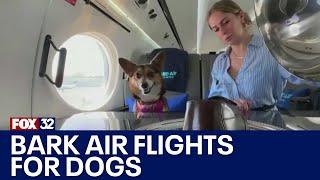 Luxury dog-friendly airline charges $6K+ for one-way fare