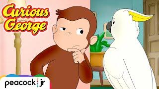  Cuckoo Cockatoo Escape | CURIOUS GEORGE