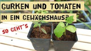 Gurken und Tomaten zusammen in ein Gewächshaus / Folientunnel pflanzen? Keine Mischkultur Probleme