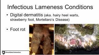 Preventing Lameness in Dairy Cattle