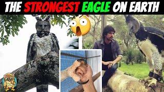 Harpy Eagle - The Strongest Eagle on Earth