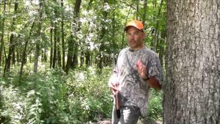 Squirrel Hunting Tips