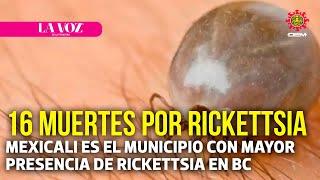 Reconocen 16 muertes por rickettsia en BC | La Voz de la Frontera