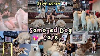 Samoyed Dog Café in Seoul Korea | cute events!! + Detailed Vlog 