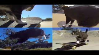 Cat absolutely shreds at the skate park