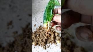 snake  plan propagation#aparna gardener #gardening #shortvideo