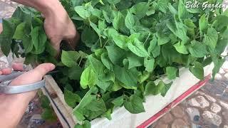 Tips for harvesting Fish mint properly grown in Styrofoam