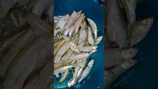 bersihin ikan seluang mau di goreng cocol sambal terasi #shorts