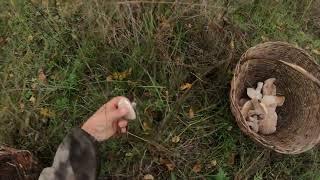 СБОР СИНИЙ НОЖКИ В ОЧЕНЬ ПЛОХУЮ ПОГОДУ