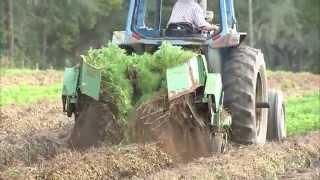 Peanut - Harvesting