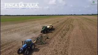 Producción intensiva de pacas de Pasto Cayman, en Finca La Julia, en el Dorado, Puerto Rico.