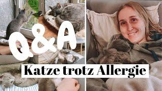 Katze trotz Allergie |  Q&A| Rasse, Haus oder Freigänger, weitere Katzen