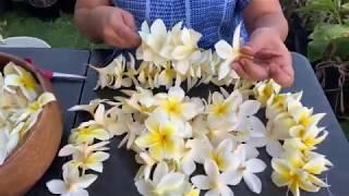 How to string a plumeria lei.