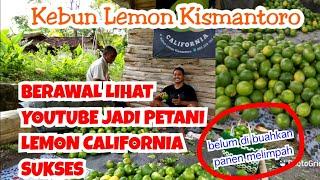 Rahasia  SUKSES Tanam Jeruk LEMON CALIFORNIA Di Kismantoro