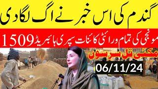 Today Wheat price in punjab//گندم کا ریٹ 2024/munji makki till sarso/Galla mandi rate today