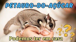 VOCÊ CONHECE O PETAURO-DO-AÇÚCAR? TAMBÉM CHAMADO DE PLANADOR-DO-AÇÚCAR? PODE TER EM CASA? QUE LINDO!