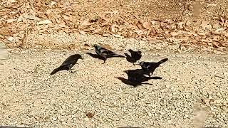 ‍⬛ "Correction" from a Bird Nerd :  The Common Grackle .  Their eyes are captivating!