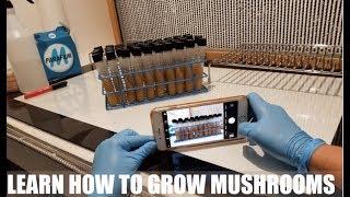 Learn How To Grow Mushrooms | What The Fungus, Summerland, British Columbia, Canada