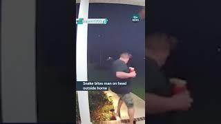 Snake bites man on head outside home #itvnews #snake #usa