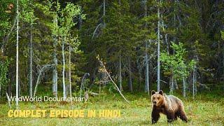 Life Awakens - [ हिन्दी डाक्यूमेंट्री ] ll Wildlife Documentary In Hindi ll