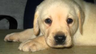 Srinipets Labrador puppies