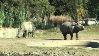 A peek inside Omaha's Henry Doorly zoo