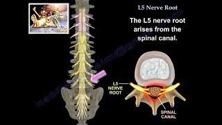 L5 Nerve Root - Everything You Need To Know - Dr. Nabil Ebraheim