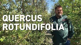 Quercus rotundifolia - New Trees for Changing Climates