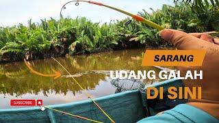 Gassssaakkk‼️ Meriah Udang Galah di lubuk ini | mancing Udang Galah sungai suai #04 #udanggalah