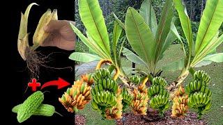 Special techniques for planting bananas with Bitter Melon fruit to get more fruit quickly