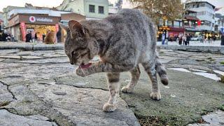 The gray cat is very determined about cleanliness and constantly licks itself.