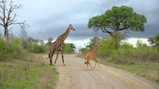 Kruger National park and the best of South Africa