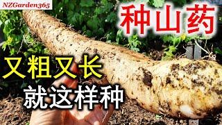 【种山药】不用管子，不用挖，也能轻松种出又粗又长的山药