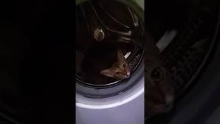 Абиссинские кошки