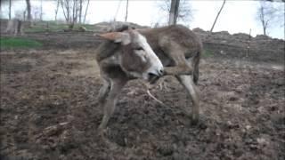 Donkeys and Farriers