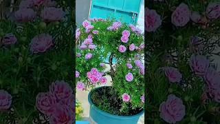 So Beautiful Pink Moss Rose #shorts #garden