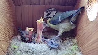 20th May 2021 - A textbook day - Blue tit nest box live camera highlights