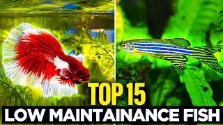 The TOP 15 Low Maintenance Fish