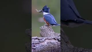 Kingfishers are one of my favorite visitors to our pond. #beltedkingfisher #wildlife #nature