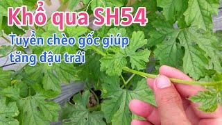 Kỹ thuật trồng khổ qua SH54: P13-Tuyển chèo gốc giúp hạn chế sâu bệnh tăng khả năng đậu trái