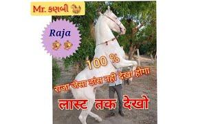 Raja ni moj  Mr. Kanbi  Horse lover Mitul Patel karan asav farm kungher