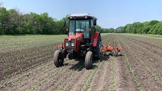 First Cultivation Organic Corn ’23