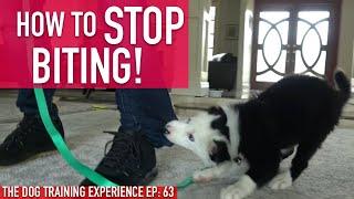 How to Train Your Puppy to STOP BITING, Watch How Long it Actually Takes!