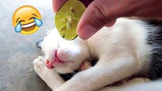 Funniest Dog And Cat Videos - Best Funny Animals Videos 2023#7