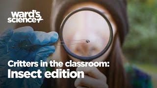 Critters in the Classroom - Insect Edition