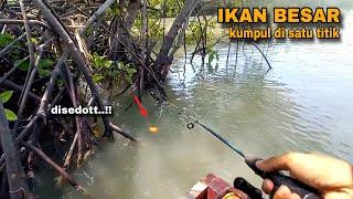 Edyann..!! Tepat di sarangnya, Ikan besar kumpul di satu titik