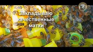 Закладка качественных маток Как привить личинки чтобы матки были полноценные Первая прививка