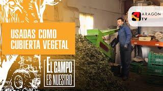 Hojas de olivo usadas como cubierta vegetal