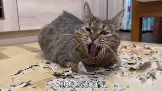 虎斑貓 蘋果手機 開箱篇 聖誕節快樂  Tabby cat Merry Chrismas ぶち猫 iPhoneを箱から出す メリークリスマス 얼룩 고양이 최신 iPhone 개봉기 메리 크리스마스